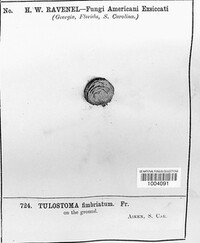 Tulostoma fimbriatum image